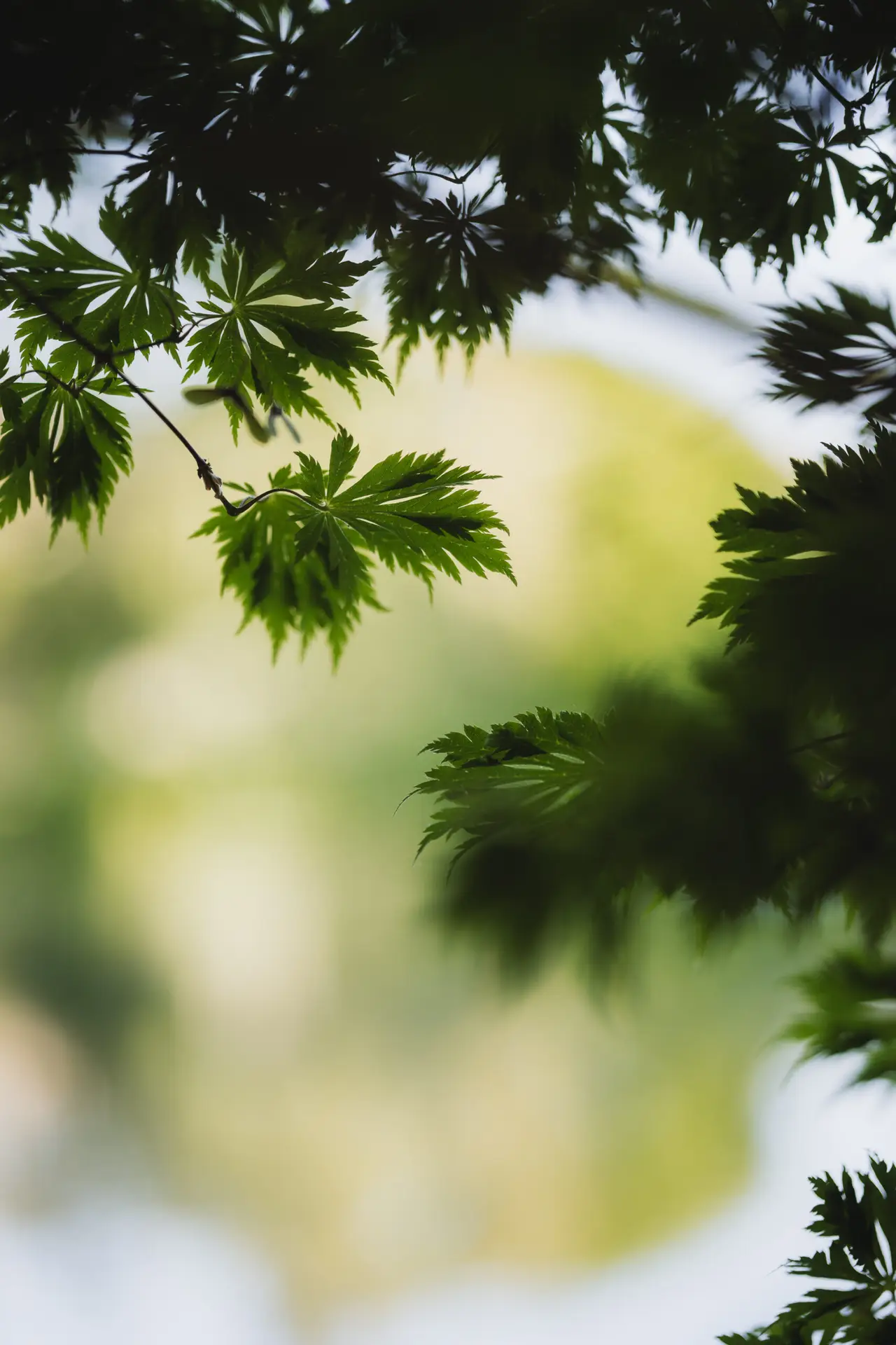 Unscharfer Hintergrund mit Blättern im Vordergrund.