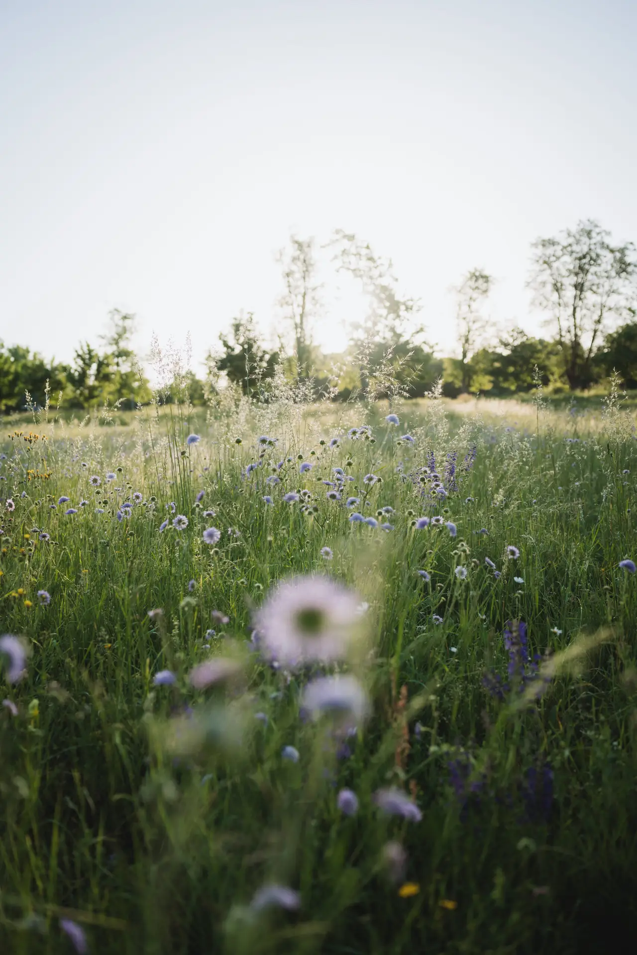 Blumenwiese Stimmungsvolles Licht.
