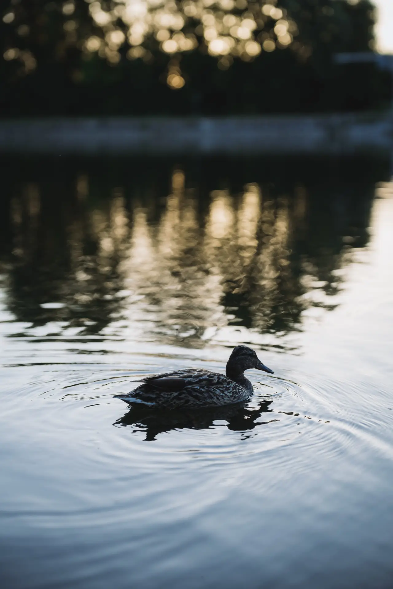 Ente schwimmt in der Donau bei Sonnenuntergang.