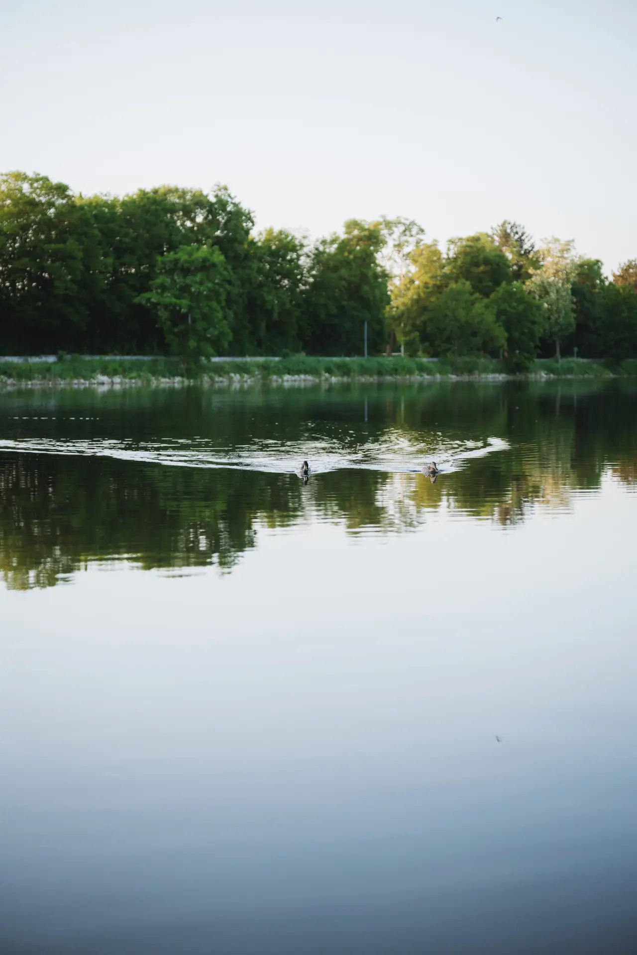 Donauspiegelung vom Himmel mit zwei Enten.
